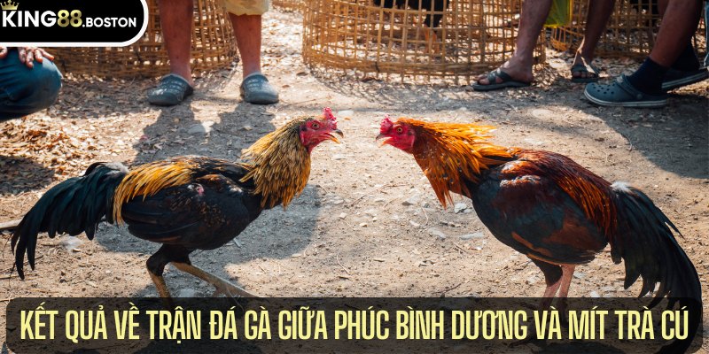 Thông tin kết quả về trận đá gà giữa Phúc Bình Dương Và Mít Trà Cú