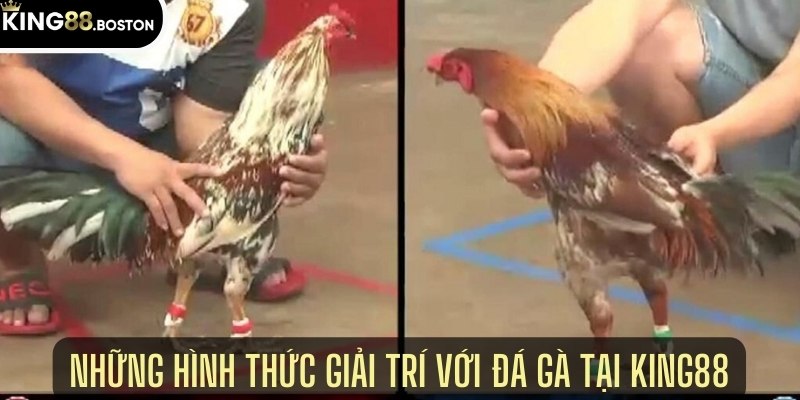 Những hình thức giải trí với đá gà tại King88