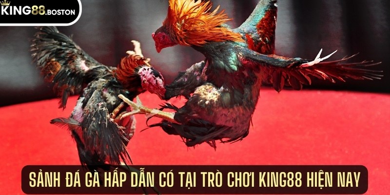 Sảnh đá gà hấp dẫn tại trò chơi King88 hiện nay