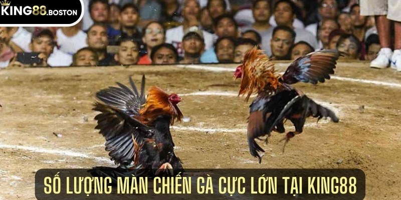 Số lượng màn chiến gà cực lớn tại King88